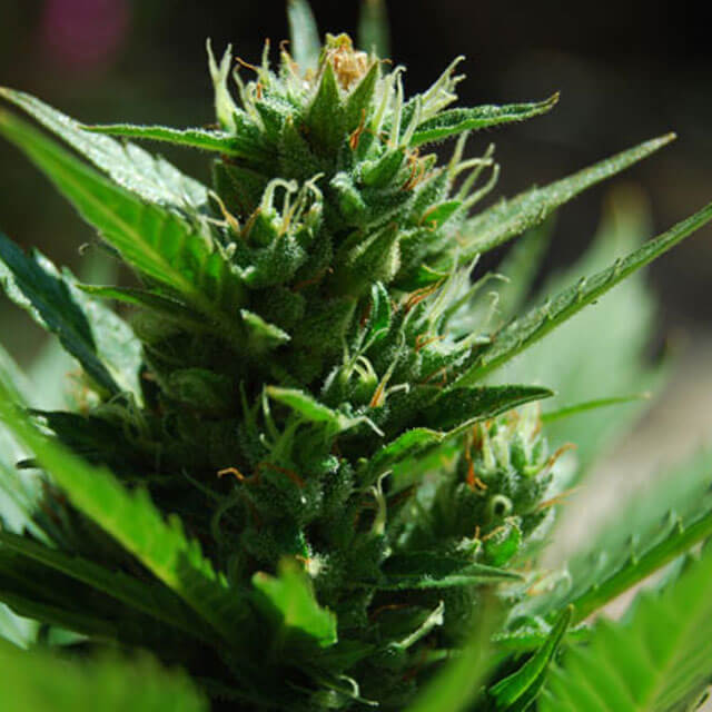 Buy Original Sensible Seeds  Skull Ryder FEM