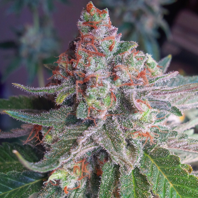 Buy Original Sensible Seeds  Purple Skunk Mass FEM