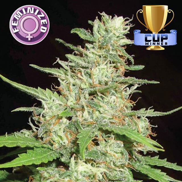 Buy Original Sensible Seeds  Top 44 FEM