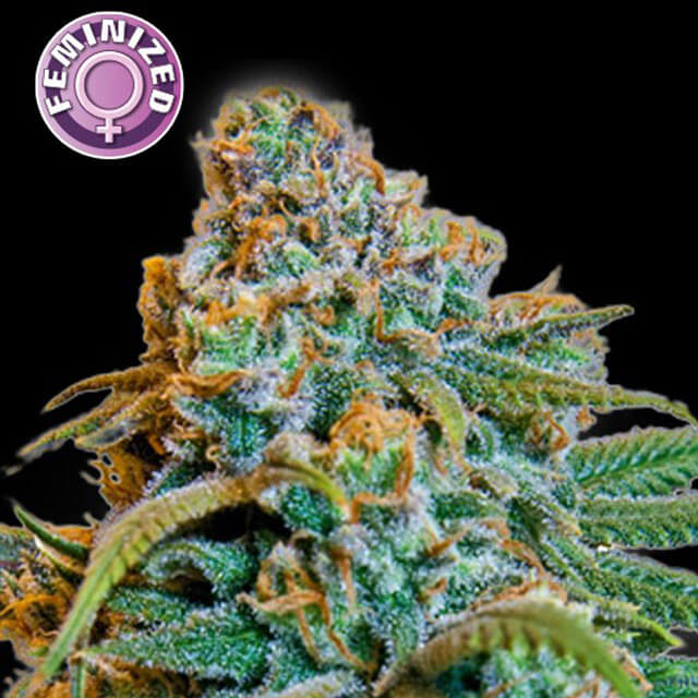 Buy Original Sensible Seeds  Greengo Bio Haze FEM