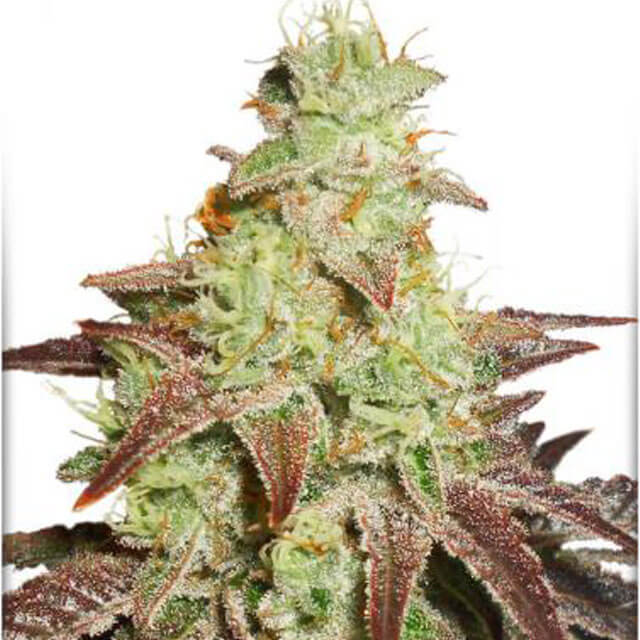 Buy Dutch Passion Seeds Auto Night Queen FEM