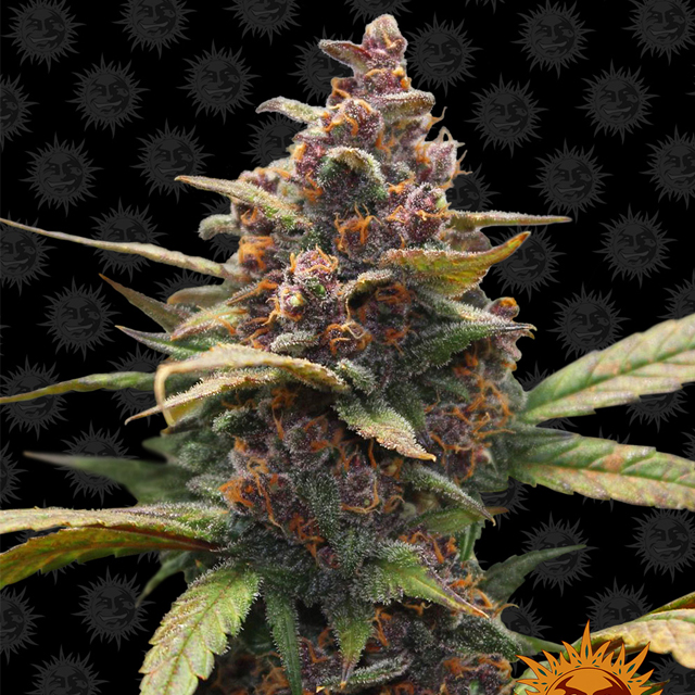 Buy Barneys Farm Seeds Ayahuasca Purple FEM