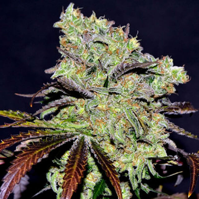 Buy Original Sensible Seeds  Abderraman FEM