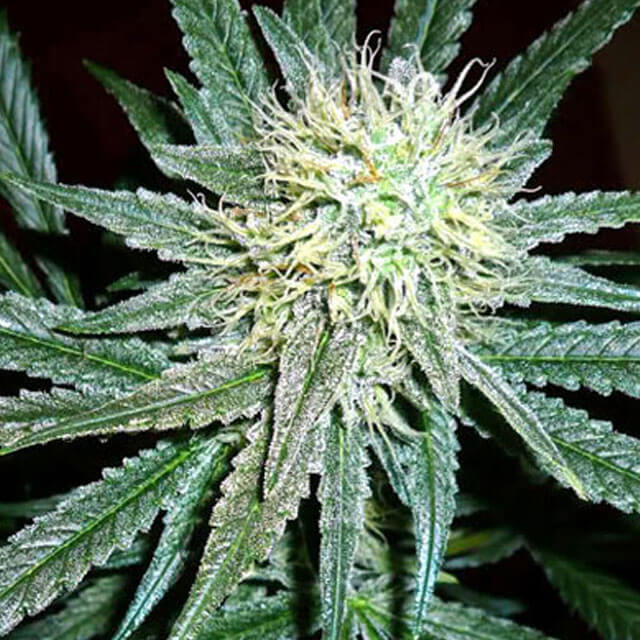 Buy Original Sensible Seeds  Amnesia Cordobesa FEM