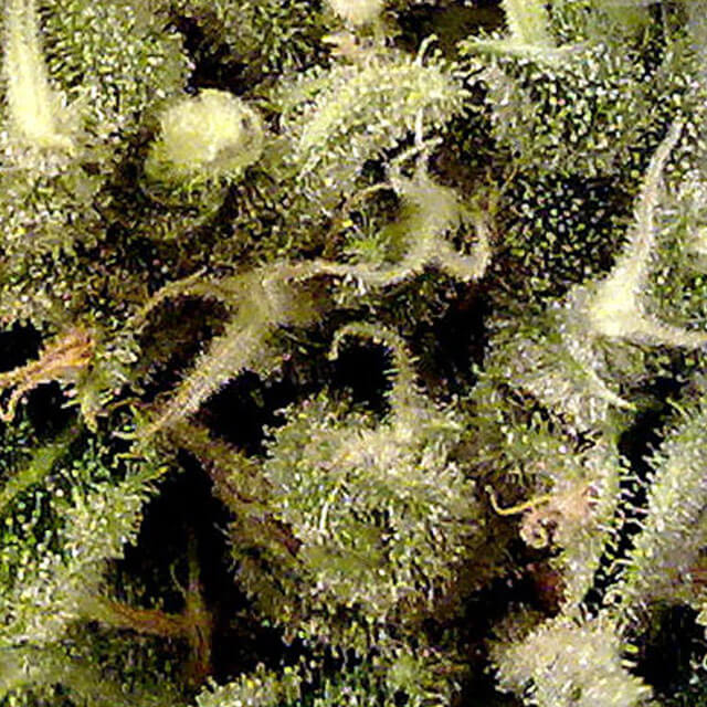 Buy Original Sensible Seeds  Super Haze FEM