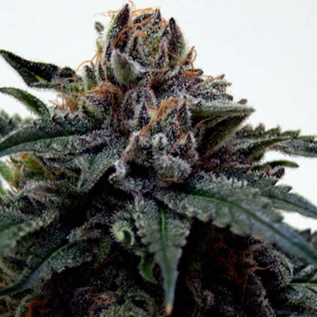 Buy Original Sensible Seeds  Super Kush FEM