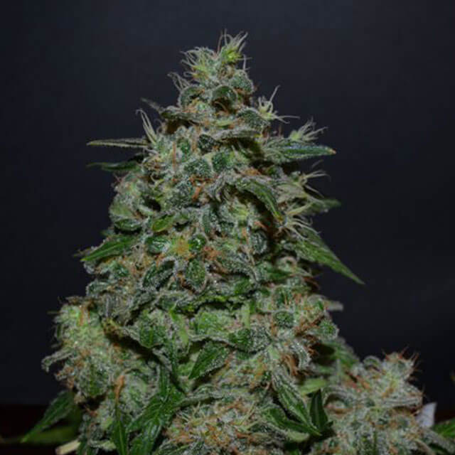 Buy Original Sensible Seeds  AK Kush Express FEM