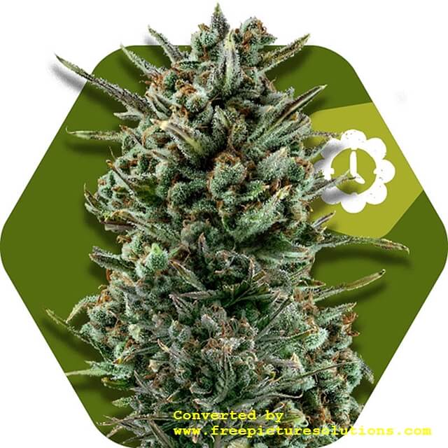 Buy Original Sensible Seeds  Amnesia Haze XL Auto FEM