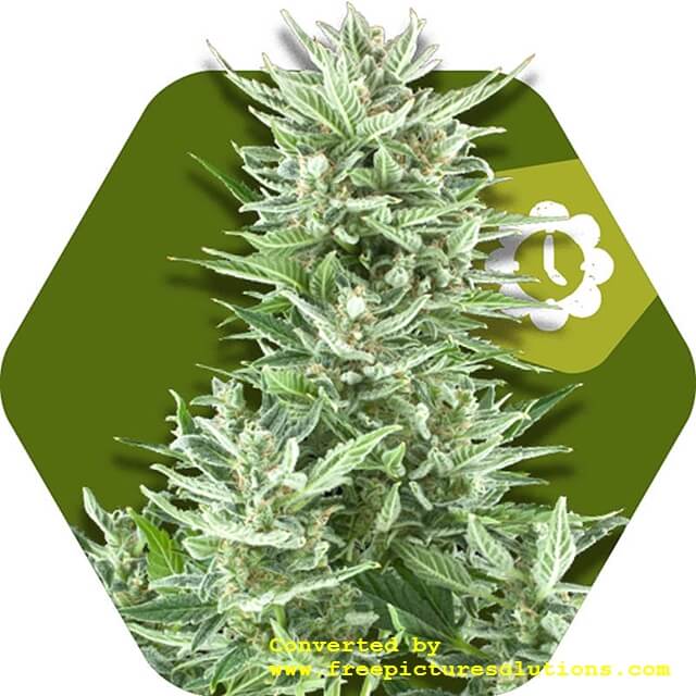 Buy Original Sensible Seeds  Big Bud XL Auto FEM