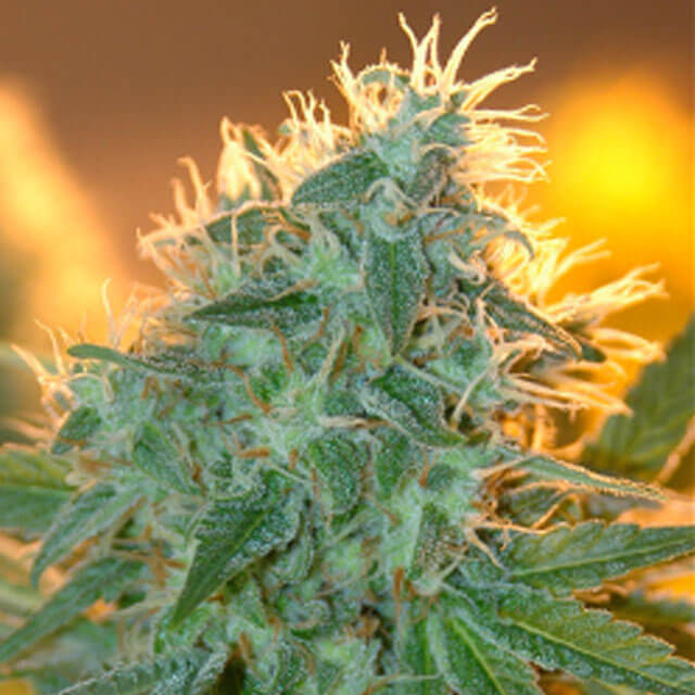 Buy Original Sensible Seeds  Jean Guy FEM