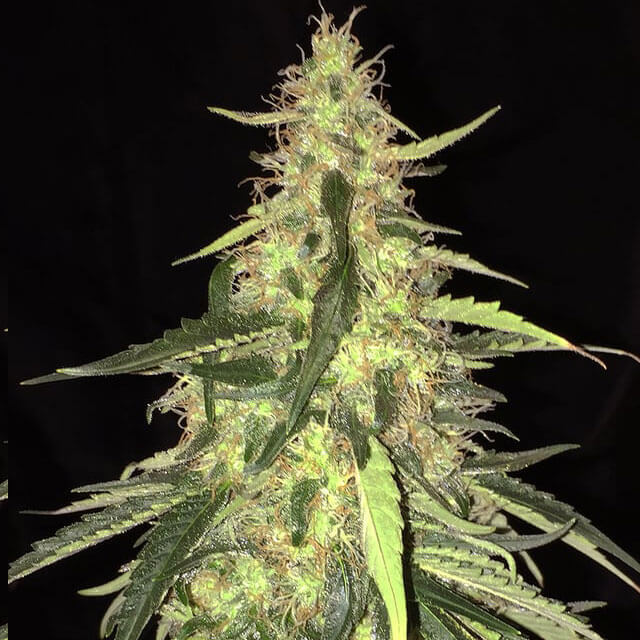 Buy Original Sensible Seeds  Sage CBD FEM