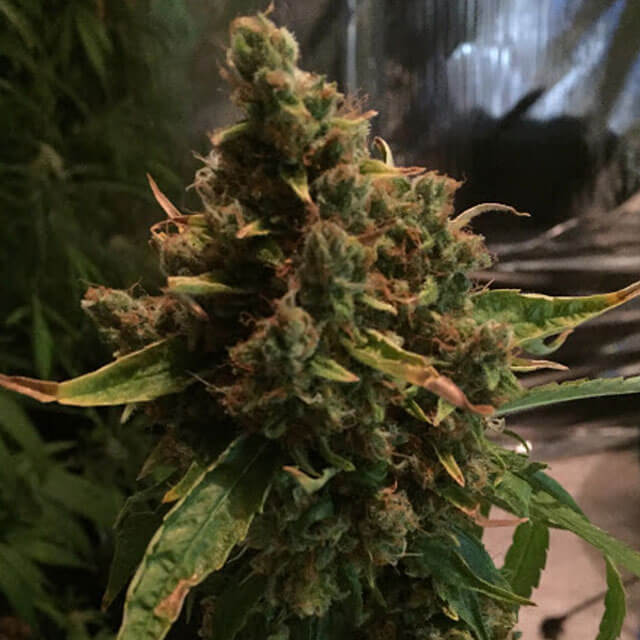 Buy Original Sensible Seeds  PH REG