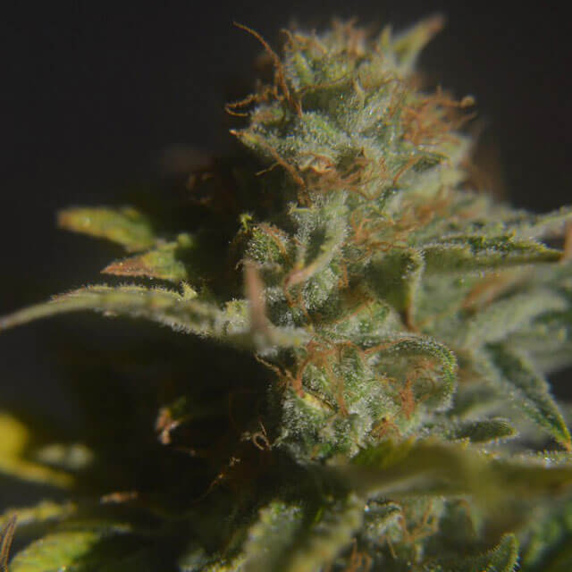 Buy Original Sensible Seeds  Divine REG