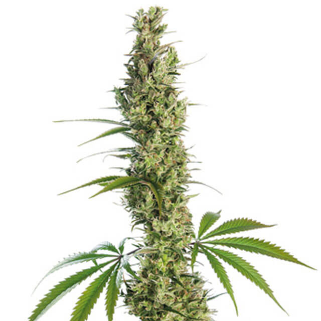 Buy Sensi Seeds Eagle Bill REG