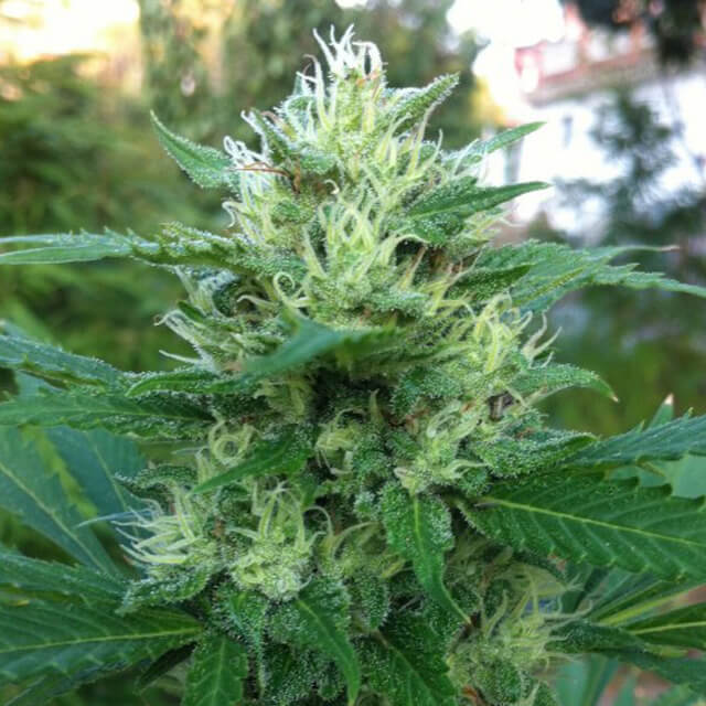 Buy Original Sensible Seeds  710 Gum FEM