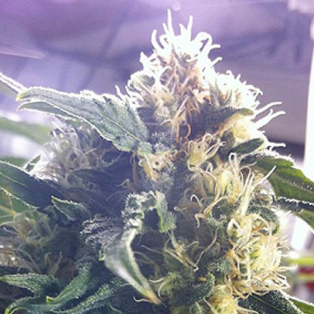 Buy Original Sensible Seeds  Andromina FEM