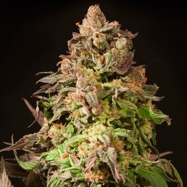 Buy Devils Harvest Original Seeds Fallen Angel FEM