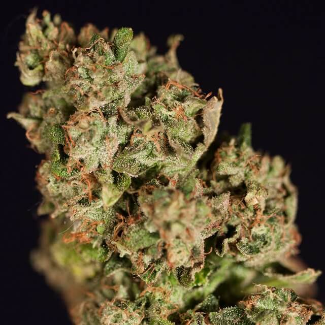 Buy Devils Harvest Original Seeds Kuchi FEM