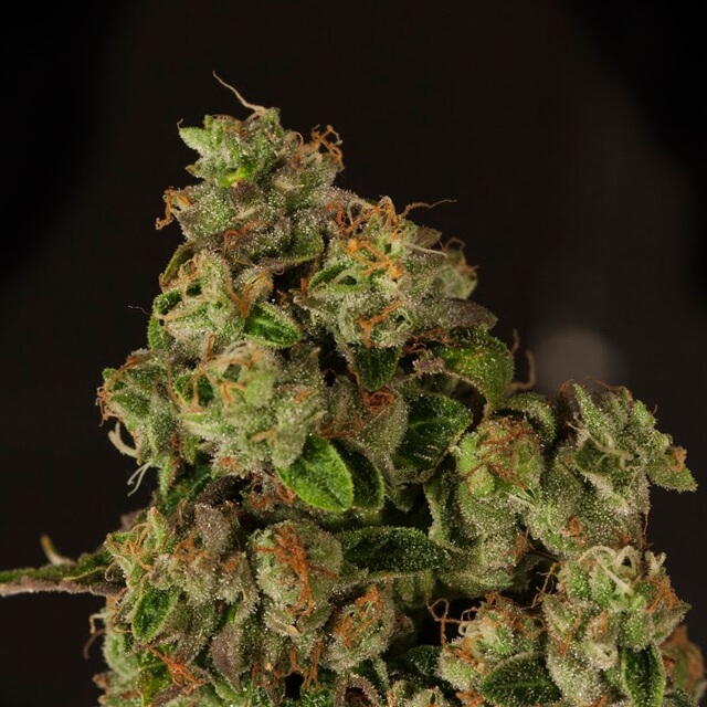 Buy Devils Harvest Original Seeds OG Reek'n FEM