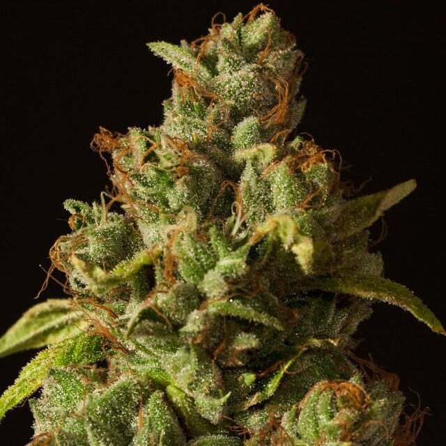 Buy Devils Harvest Original Seeds Rollex OG FEM