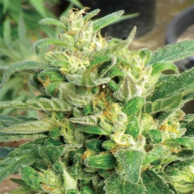 Buy Original Sensible Seeds  Scrog Seeds FEM