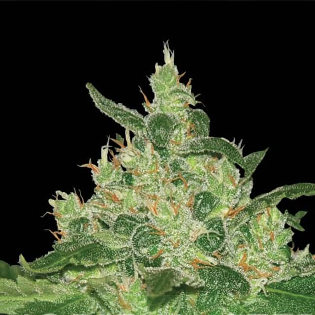 Buy World of Seeds Afghan Kush FEM