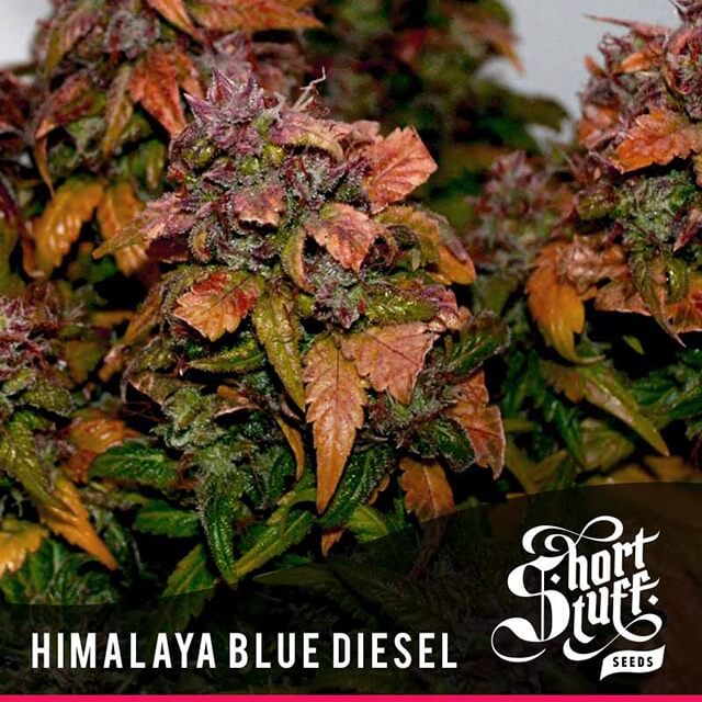 Buy Original Sensible Seeds  Auto Himalaya Blue Diesel FEM