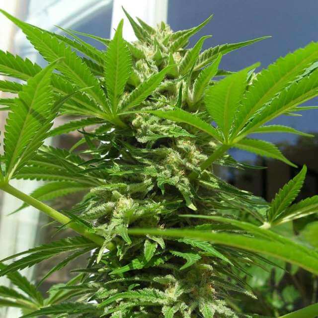 Buy Nirvana Seeds AK48 FEM