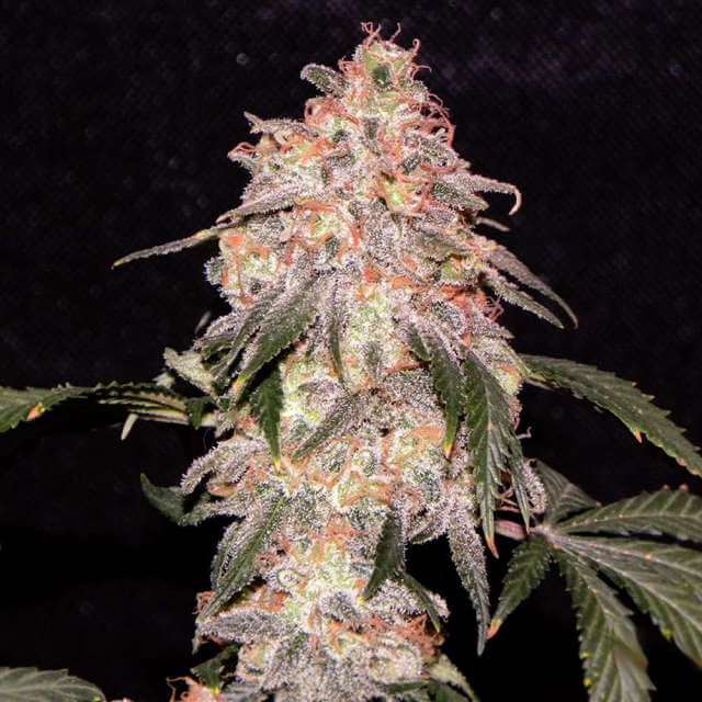 Buy Nirvana Seeds Aurora Indica FEM