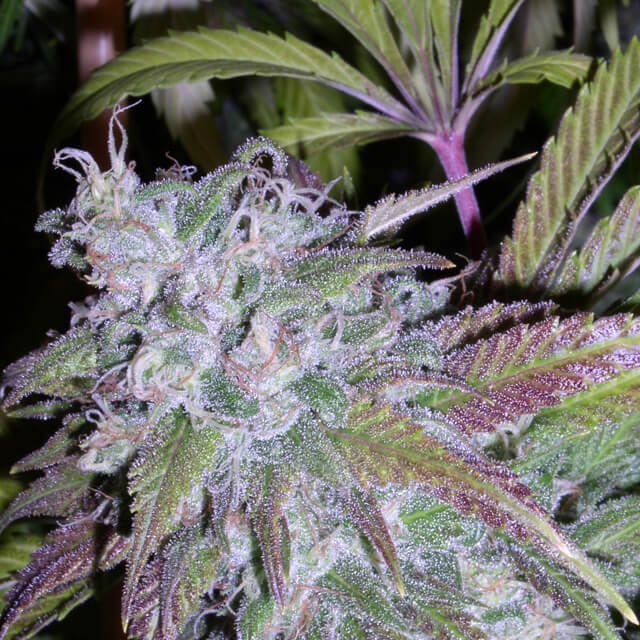 Buy Original Sensible Seeds  Dynamite FEM