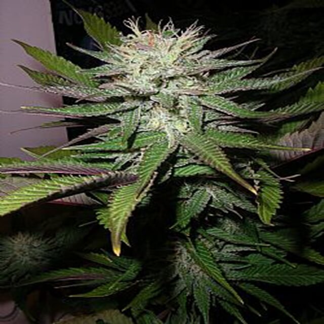 Buy Original Sensible Seeds  Grapefruit Diesel FEM