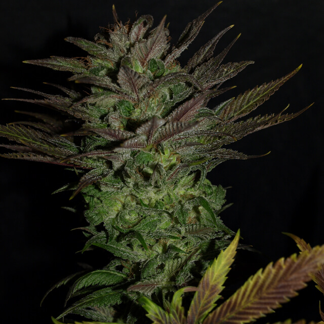 Buy Original Sensible Seeds  Grapegod FEM