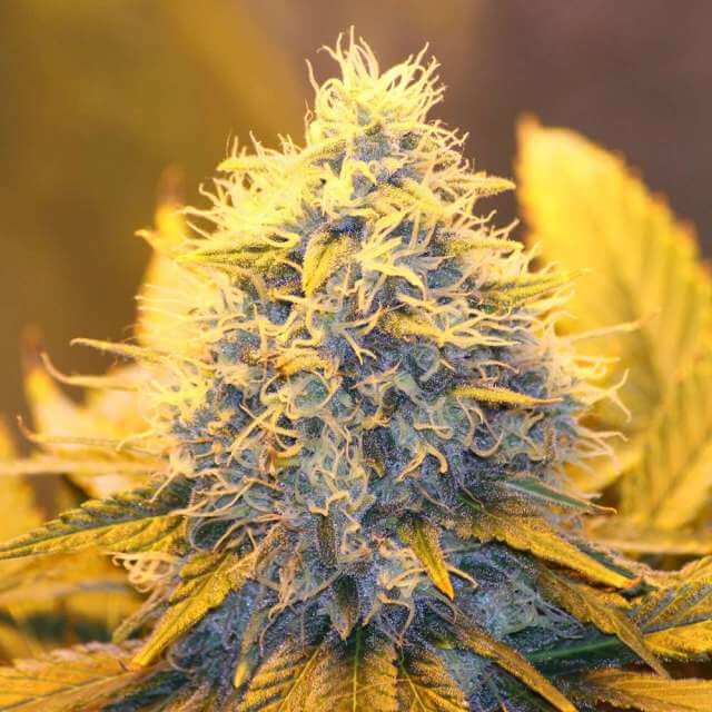 Buy Nirvana Seeds Papaya FEM