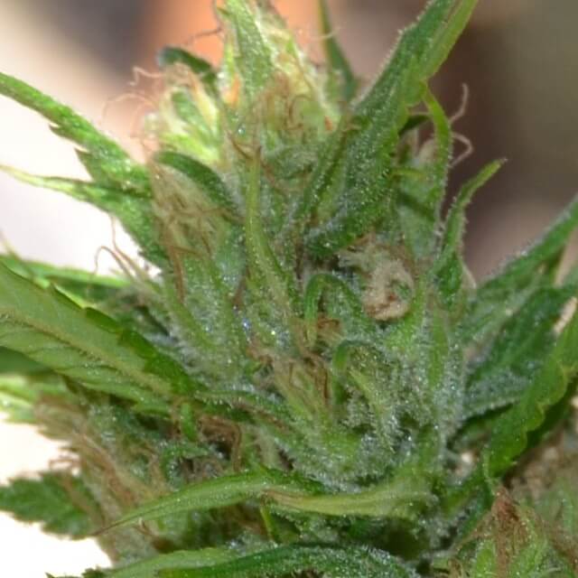 Buy Original Sensible Seeds  Queen Mother REG