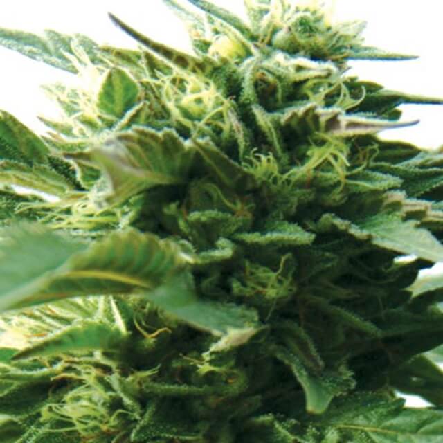 Buy Original Sensible Seeds  Bubba Kush FEM