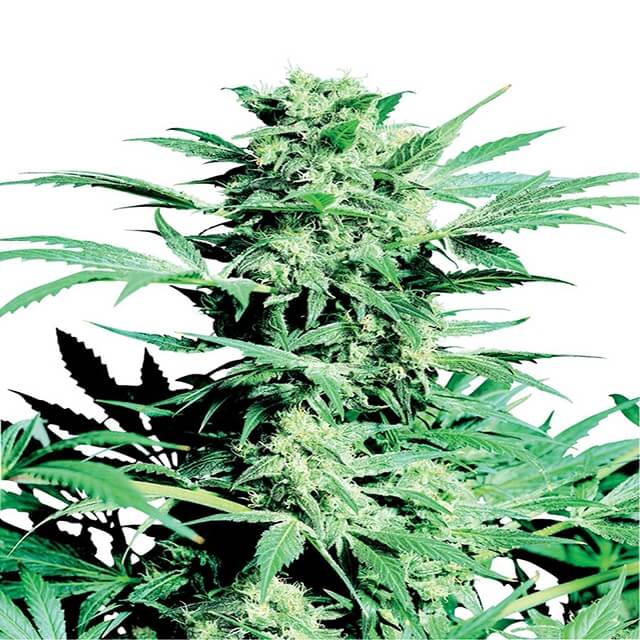 Buy Sensi Seeds Shiva Skunk REG