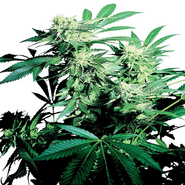 Buy Sensi Seeds Skunk Kush FEM