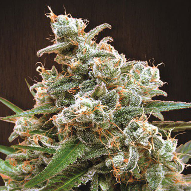 Buy Ace Seeds Nepal Jam FEM