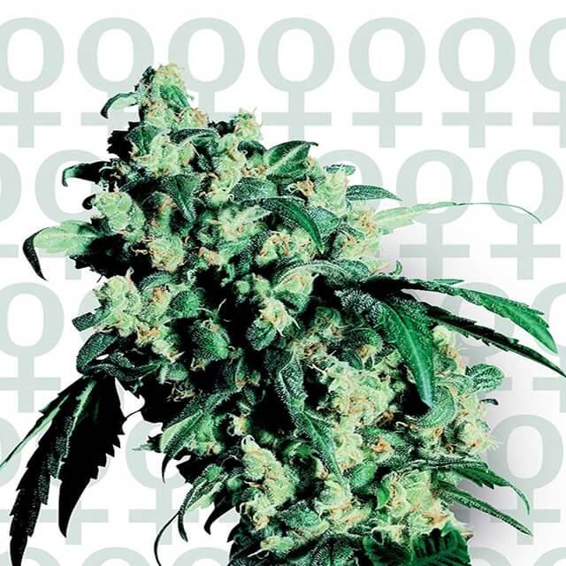 Buy Sensi Seeds Super Skunk FEM