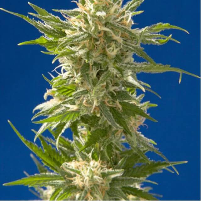 Buy Spliff Seeds AK FEM