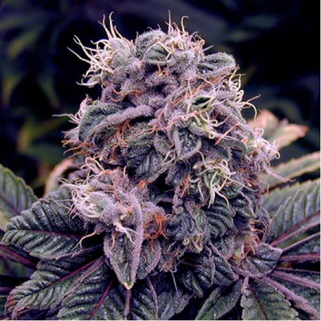 Buy Spliff Seeds Blue Berry FEM