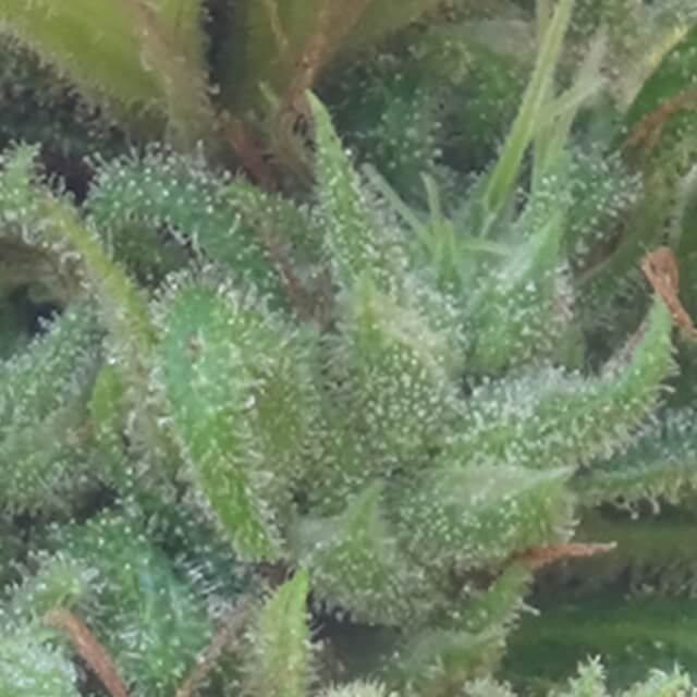 Buy Freedom of Seeds A Little Kushy Auto FEM