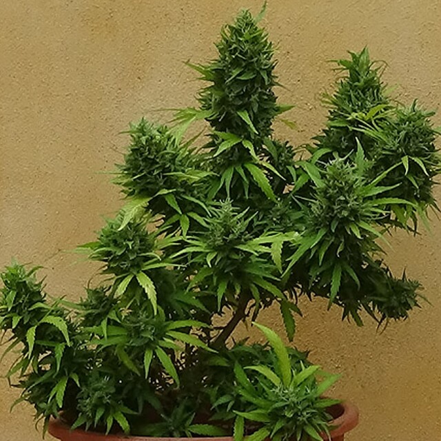 Buy Freedom of Seeds Guerrilla Ryder Auto FEM
