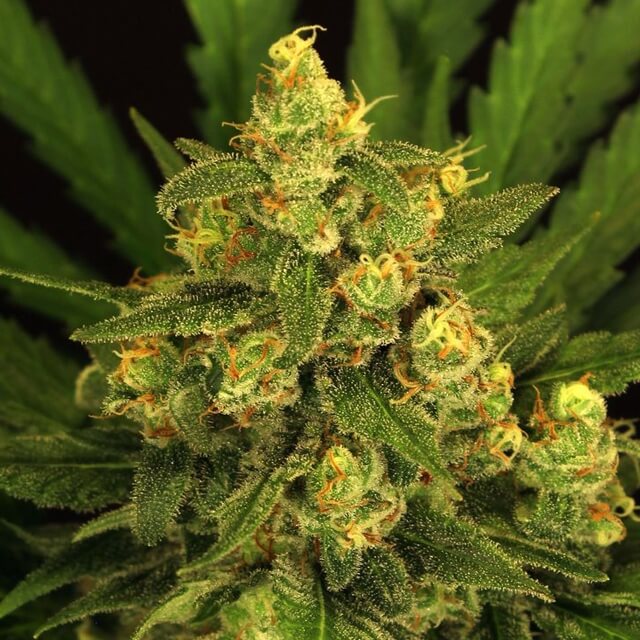 Buy Original Sensible Seeds  Tangerine Kush FEM