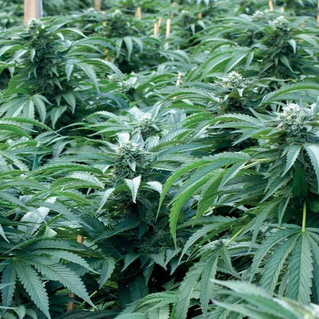 Buy Original Sensible Seeds  Bubba 76 FEM