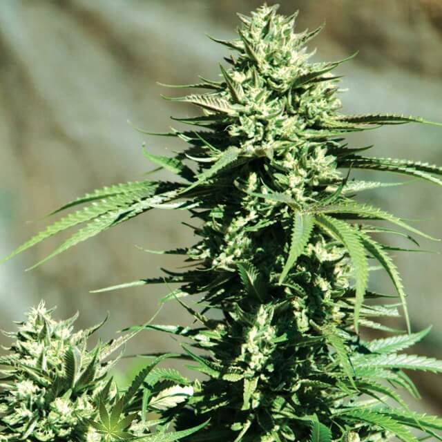 Buy Original Sensible Seeds  California Wildfire FEM