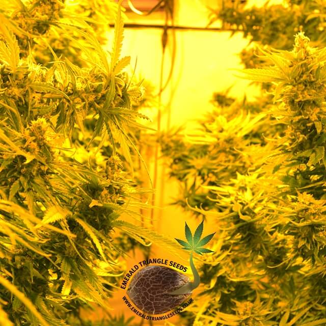 Buy Original Sensible Seeds  Cheesy Headband FEM