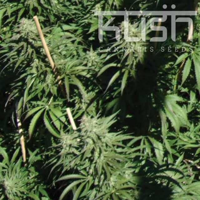 Buy Original Sensible Seeds  Sour Kush FEM