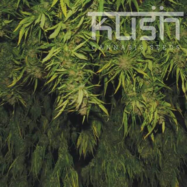 Buy Original Sensible Seeds  Afghani Kush FEM