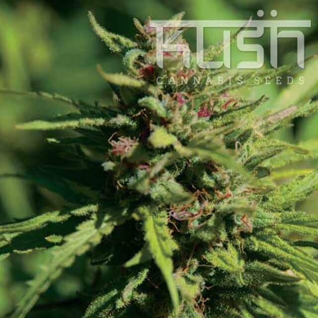 Buy Original Sensible Seeds  Fire Kush FEM